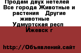 Продам двух нетелей - Все города Животные и растения » Другие животные   . Удмуртская респ.,Ижевск г.